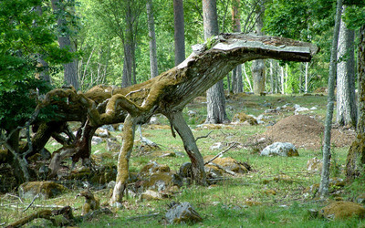Häftig trädformation i Djurgårdsskogen, Strömsholm
